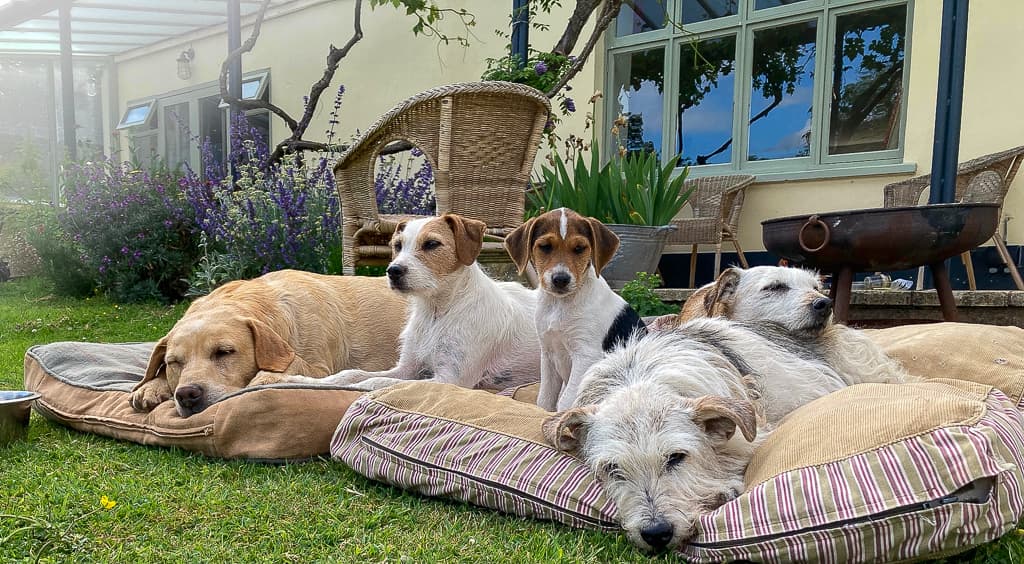 Dog Friendly